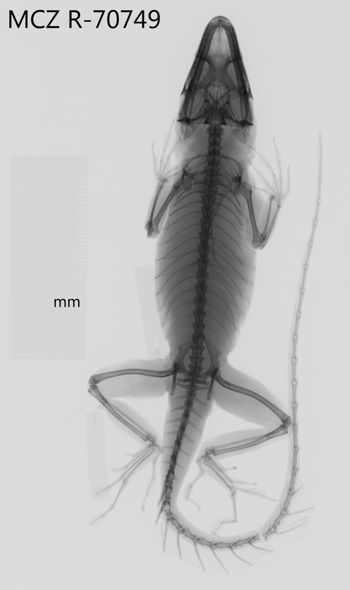 Media type: image;   Herpetology R-70749 Aspect: dorsoventral x-ray